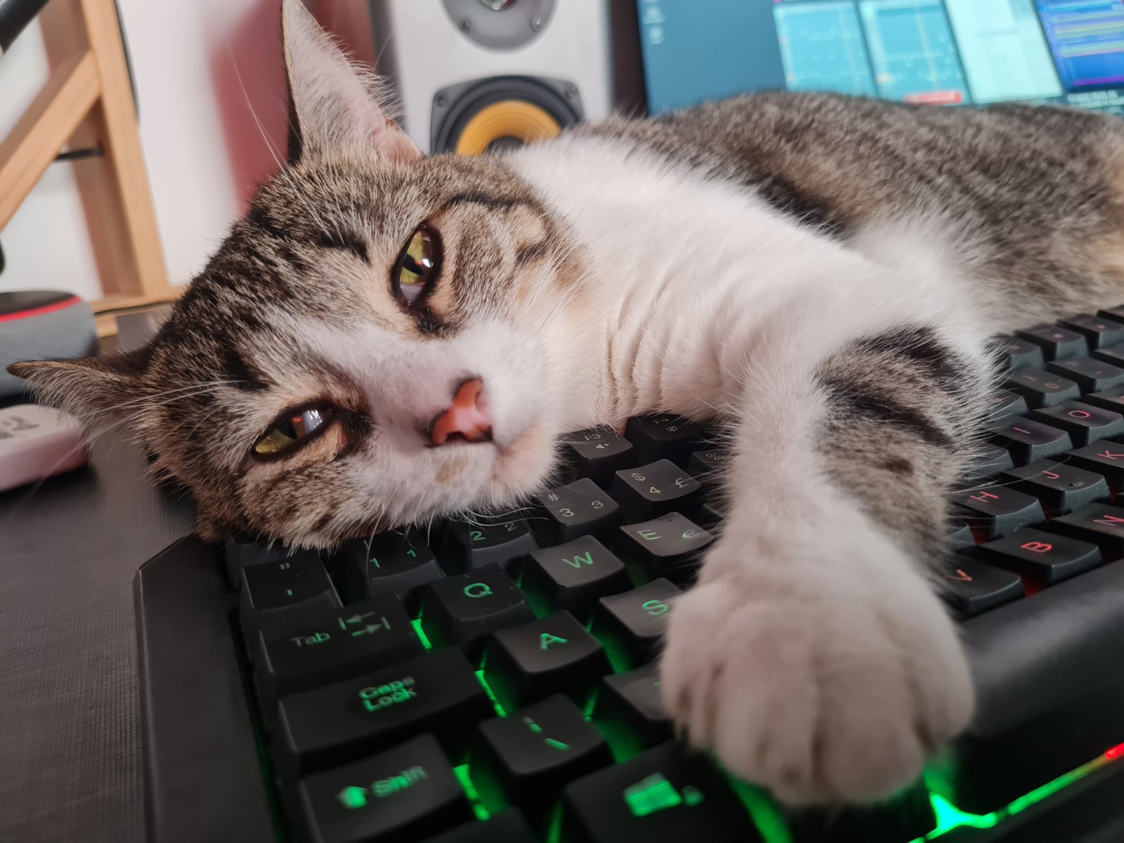 Foto da Amora no Teclado